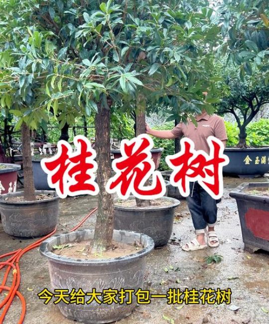 桂花一般多少钱一斤？2025年干桂花价格参考与影响因素分析