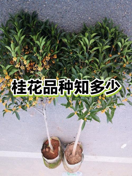 桂花一般多少钱一斤?2025年干桂花价格参考与影响因素分析 咨询指南