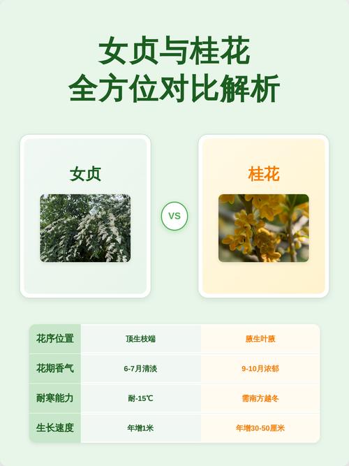 桂花一般多少钱一斤?2025年干桂花价格参考与影响因素分析 综合价格一览表
