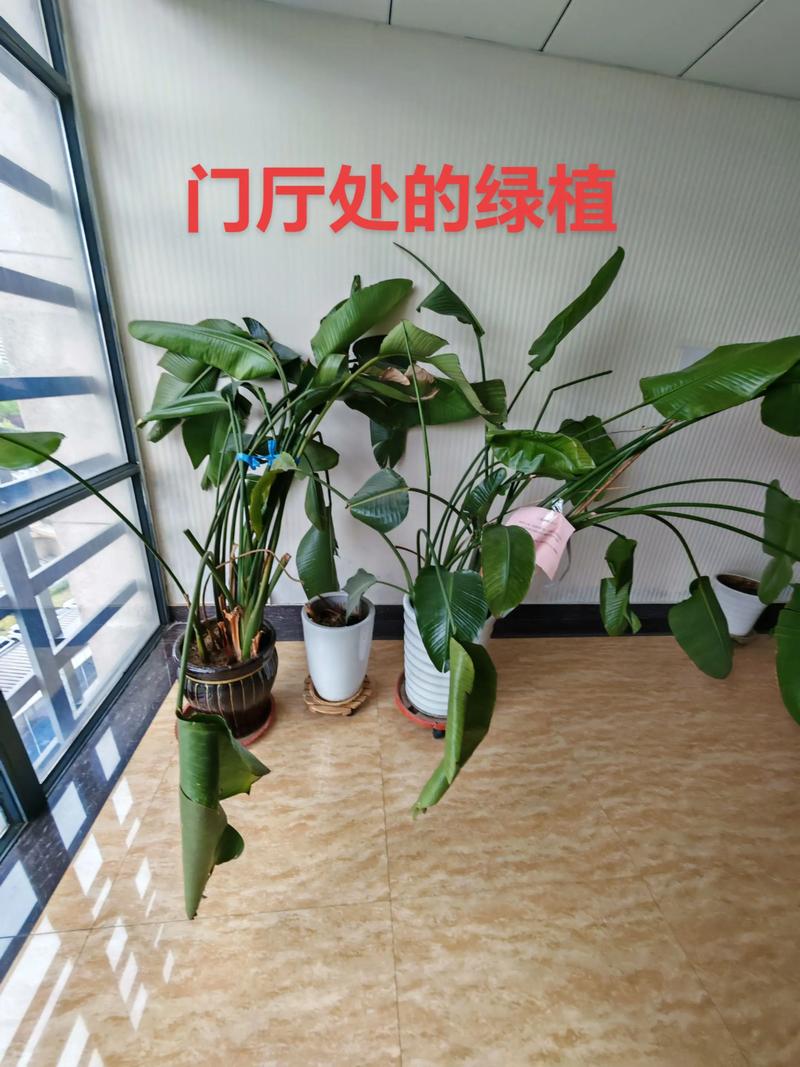 二、进门放绿植的潜在问题