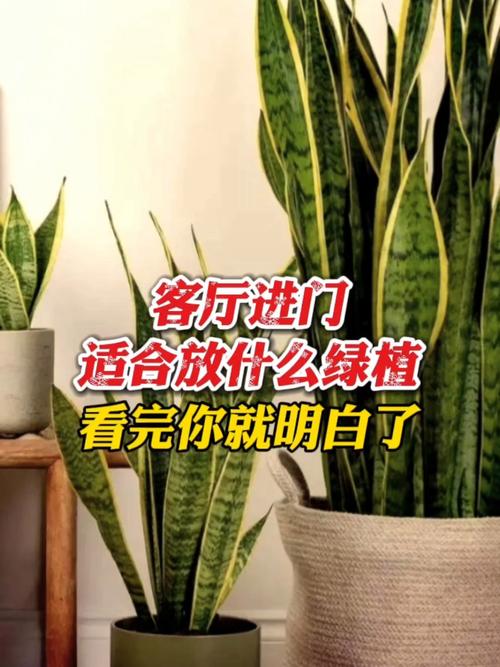 三、适合玄关的绿植推荐（附养护要点）