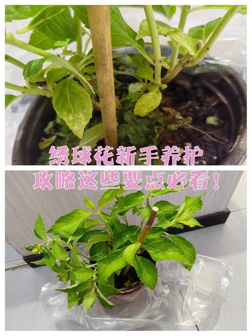 光照与水肥精准方案：分季节的“刻度化”管理