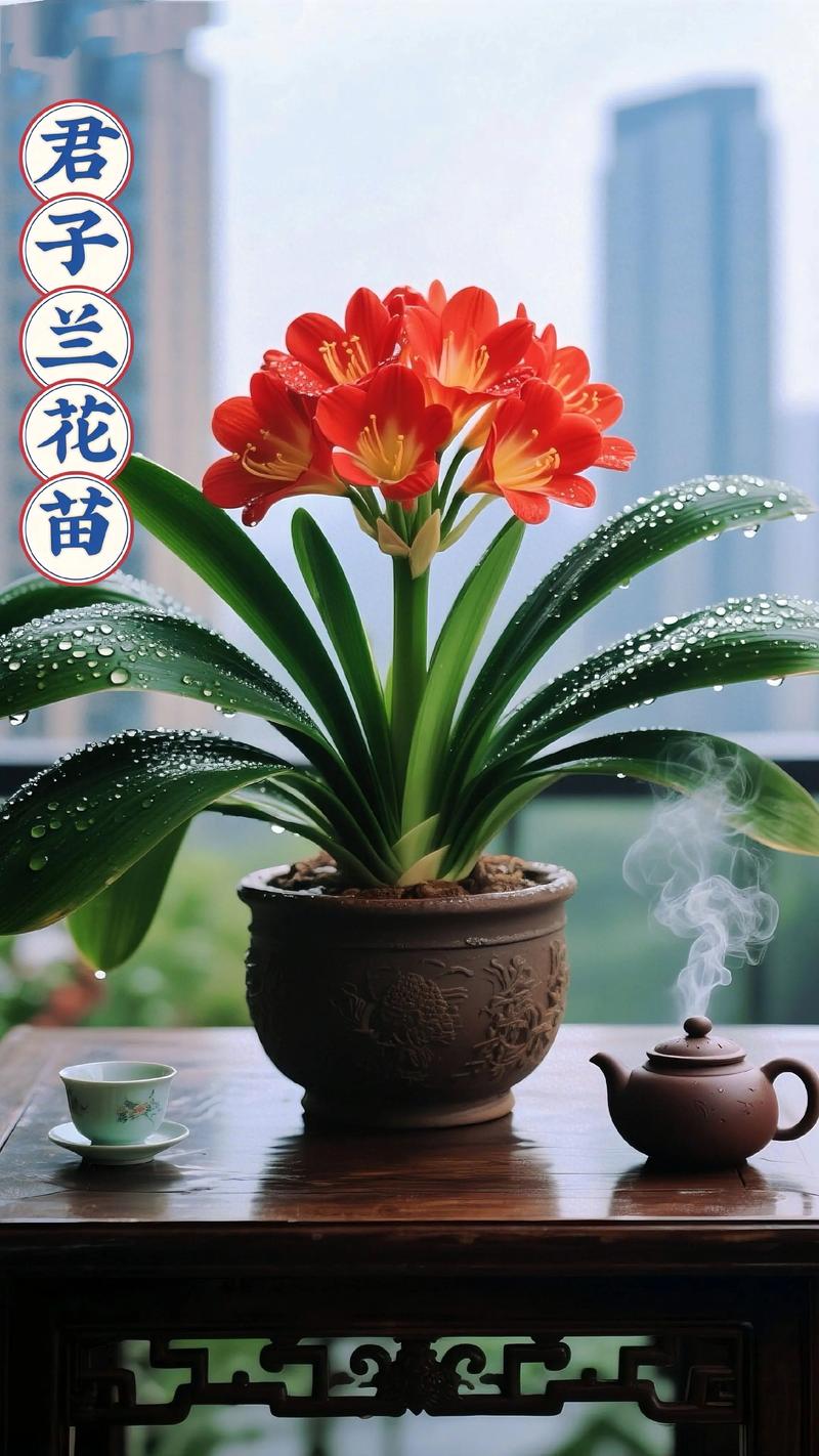 君子兰品种全解析:大花、垂笑与细叶的6大维度对比 君子兰品种全解析:大花、垂笑与细叶的6大维度对比