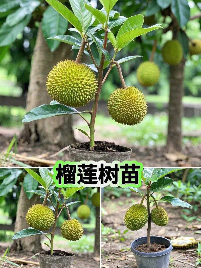 榴莲树苗适合北方吗? 五、适种区域判断:哪里能露地,哪里只能盆栽