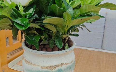 家里养栀子花好不好？科学养护指南与风水寓意解析