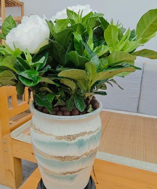 家里养栀子花好不好？科学养护指南与风水寓意解析