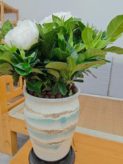 家里养栀子花好不好?科学养护指南与风水寓意解析 家里养栀子花好不好?科学养护指南与风水寓意解析