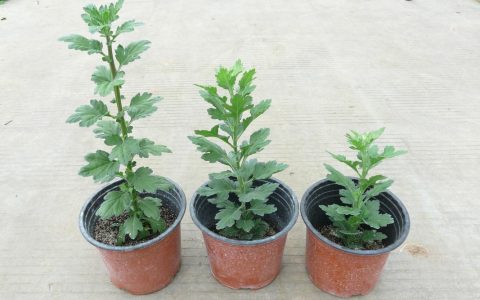 菊花种苗哪里买？一份科学严谨的采购渠道评估指南