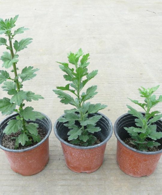 菊花种苗哪里买？一份科学严谨的采购渠道评估指南