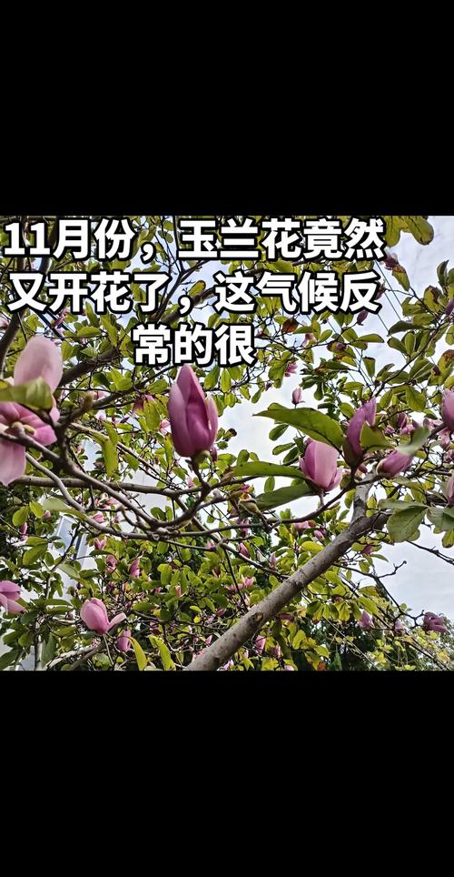 玉兰11月开花正常吗?核心原因与养护管理全解析 玉兰11月开花的核心诱因