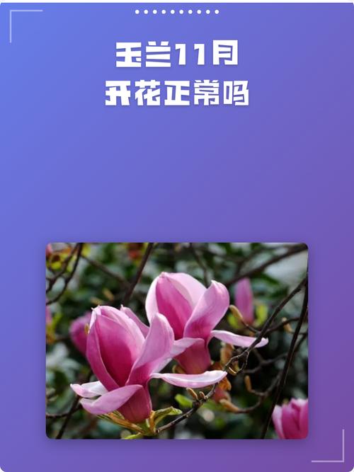 玉兰11月开花正常吗?核心原因与养护管理全解析 常见问题与解答(FAQ)