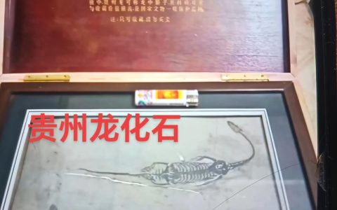 贵州龙化石真品价格是多少？规格、产地、完整性影响报价