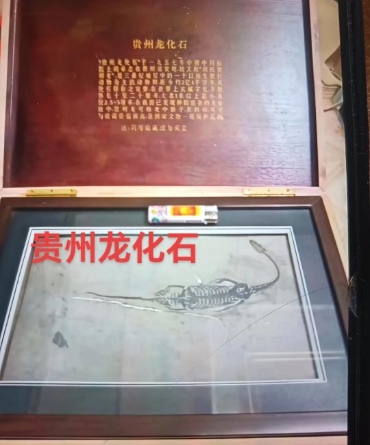 贵州龙化石真品价格是多少？规格、产地、完整性影响报价