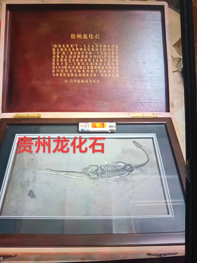 贵州龙化石真品价格是多少？规格、产地、完整性影响报价