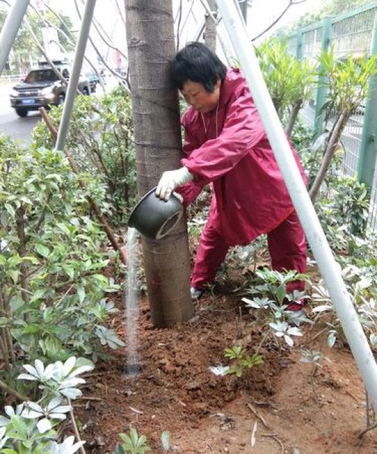 树木冬季施肥指南：科学选肥与安全养护全攻略