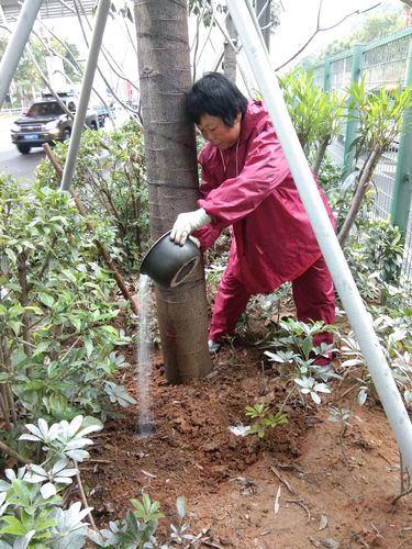 树木冬季施肥指南：科学选肥与安全养护全攻略