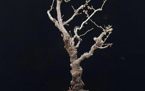 怎么养好梅花盆栽？掌握这6个养护诀窍，年年花开满枝