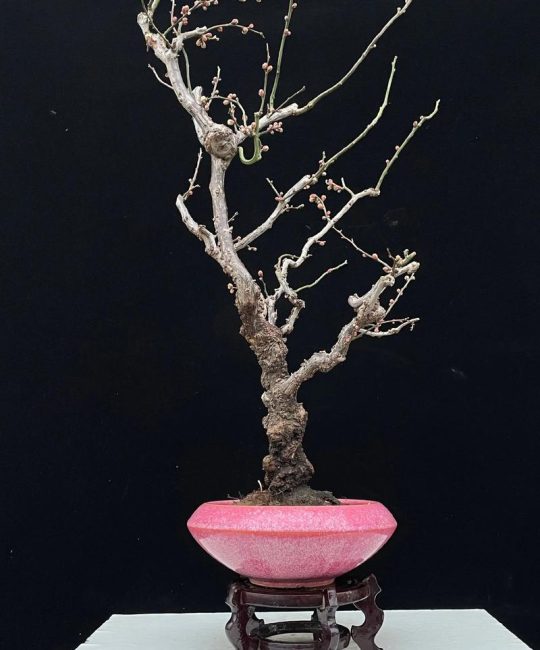 怎么养好梅花盆栽？掌握这6个养护诀窍，年年花开满枝