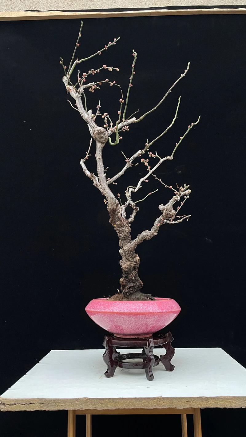 怎么养好梅花盆栽?掌握这6个养护诀窍,年年花开满枝 怎么养好梅花盆栽?掌握这6个养护诀窍,年年花开满枝