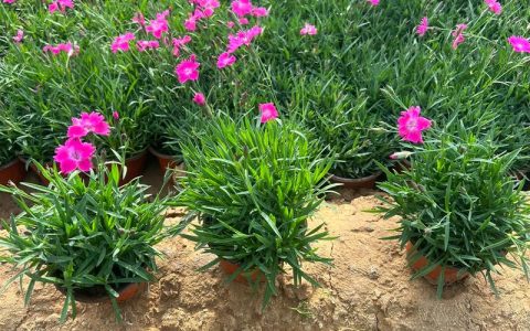欧石竹栽植密度指南：一平方米种多少株最合适？