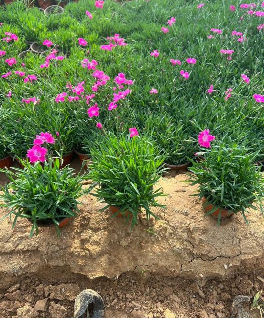 欧石竹栽植密度指南：一平方米种多少株最合适？