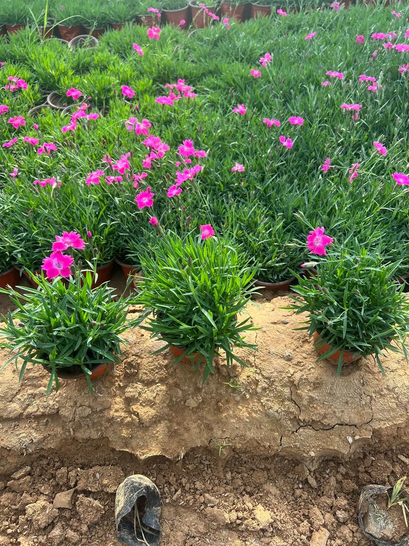 欧石竹栽植密度指南:一平方米种多少株最合适? 欧石竹一平方米种多少株?
