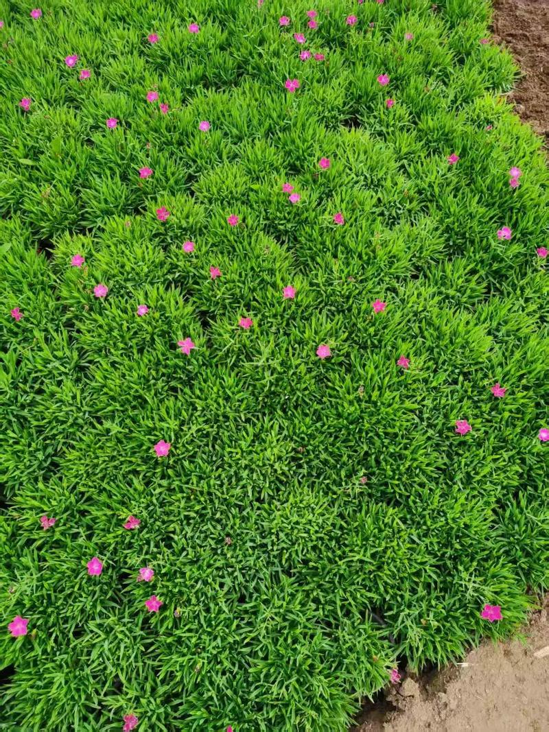 欧石竹栽植密度指南:一平方米种多少株最合适? 采购苗木时,欧石竹规格该选多大?