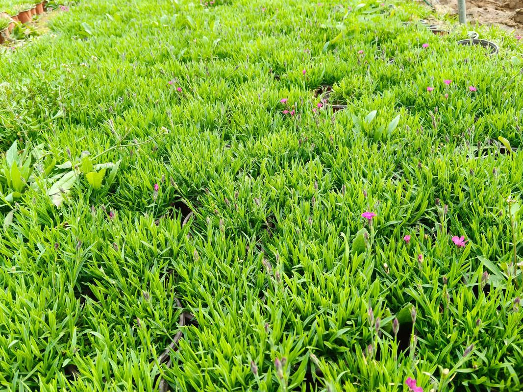欧石竹栽植密度指南:一平方米种多少株最合适? 不同绿化场景下,欧石竹的密度如何定?