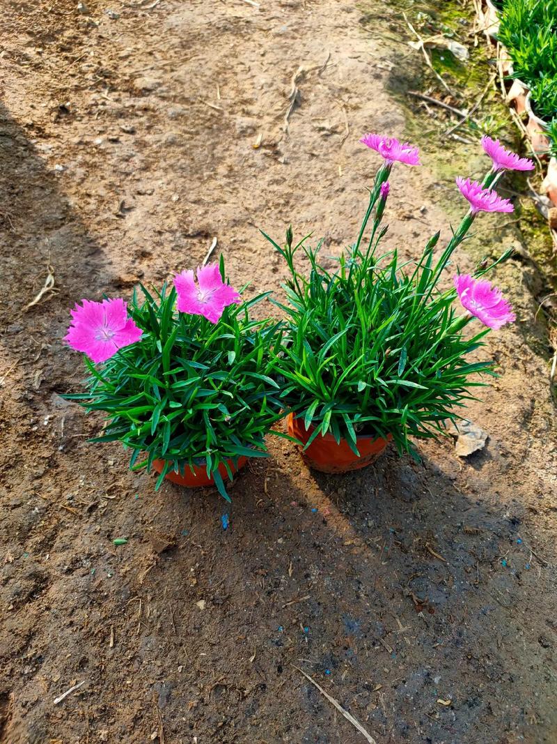 欧石竹栽植密度指南:一平方米种多少株最合适? 欧石竹栽植常见误区