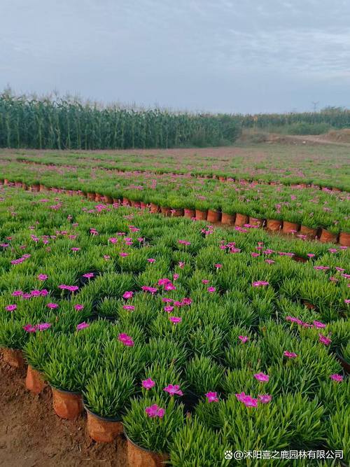 欧石竹栽植密度指南:一平方米种多少株最合适? 总结