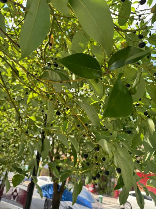 香樟树是什么:常绿乔木的百科全解与园林应用指南 香樟树是什么:常绿乔木的百科全解与园林应用指南