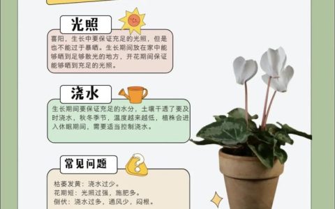 仙客来夏天怎么养？家庭园艺养护指南，让球根安全度夏