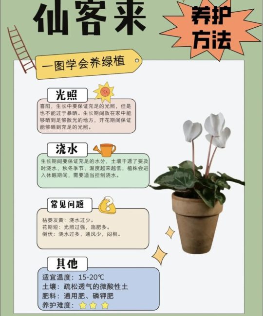 仙客来夏天怎么养？家庭园艺养护指南，让球根安全度夏