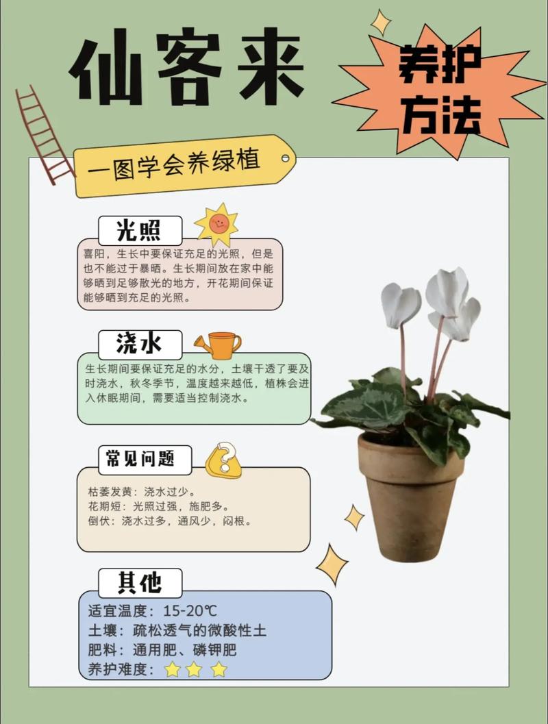 仙客来夏天怎么养?家庭园艺养护指南,让球根安全度夏 仙客来夏天怎么养?家庭园艺养护指南,让球根安全度夏