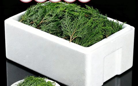 侧柏叶和柏树叶一样吗？植物品种比对专家深度解析