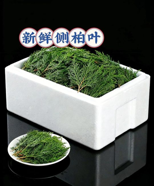 侧柏叶和柏树叶一样吗？植物品种比对专家深度解析