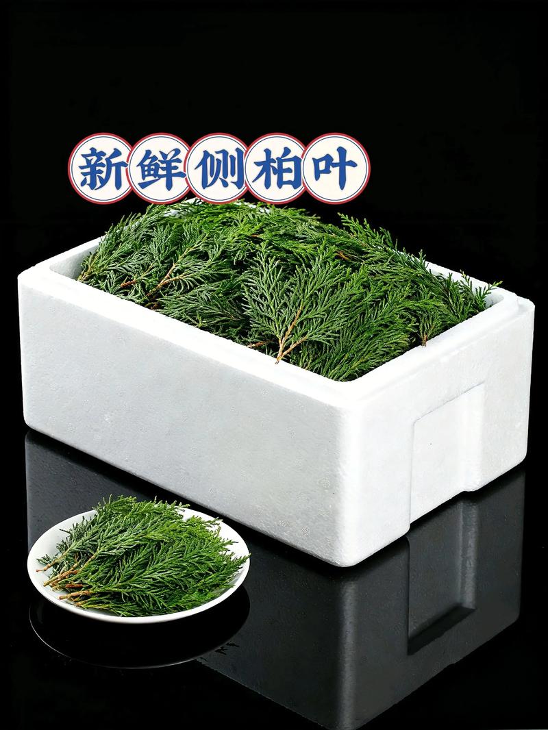 侧柏叶和柏树叶一样吗?植物品种比对专家深度解析 侧柏叶和柏树叶一样吗?植物品种比对专家深度解析