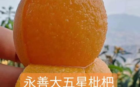 大五星枇杷品种介绍：果大味甜的优质品种详解