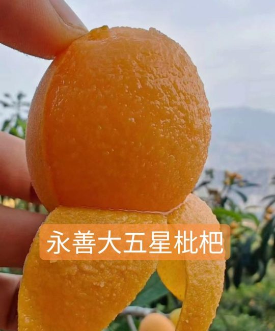 大五星枇杷品种介绍：果大味甜的优质品种详解