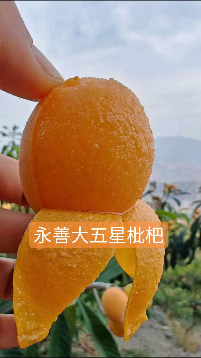 大五星枇杷品种介绍:果大味甜的优质品种详解 大五星枇杷品种介绍:果大味甜的优质品种详解