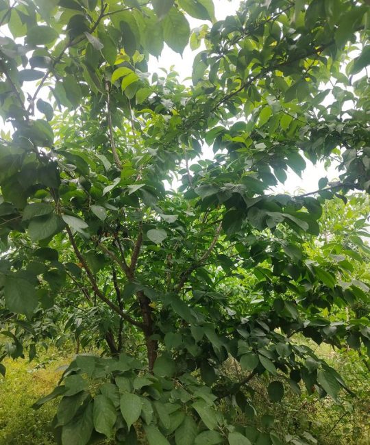 樱桃树是靠什么传播种子的？主要靠鸟类取食和人类引种