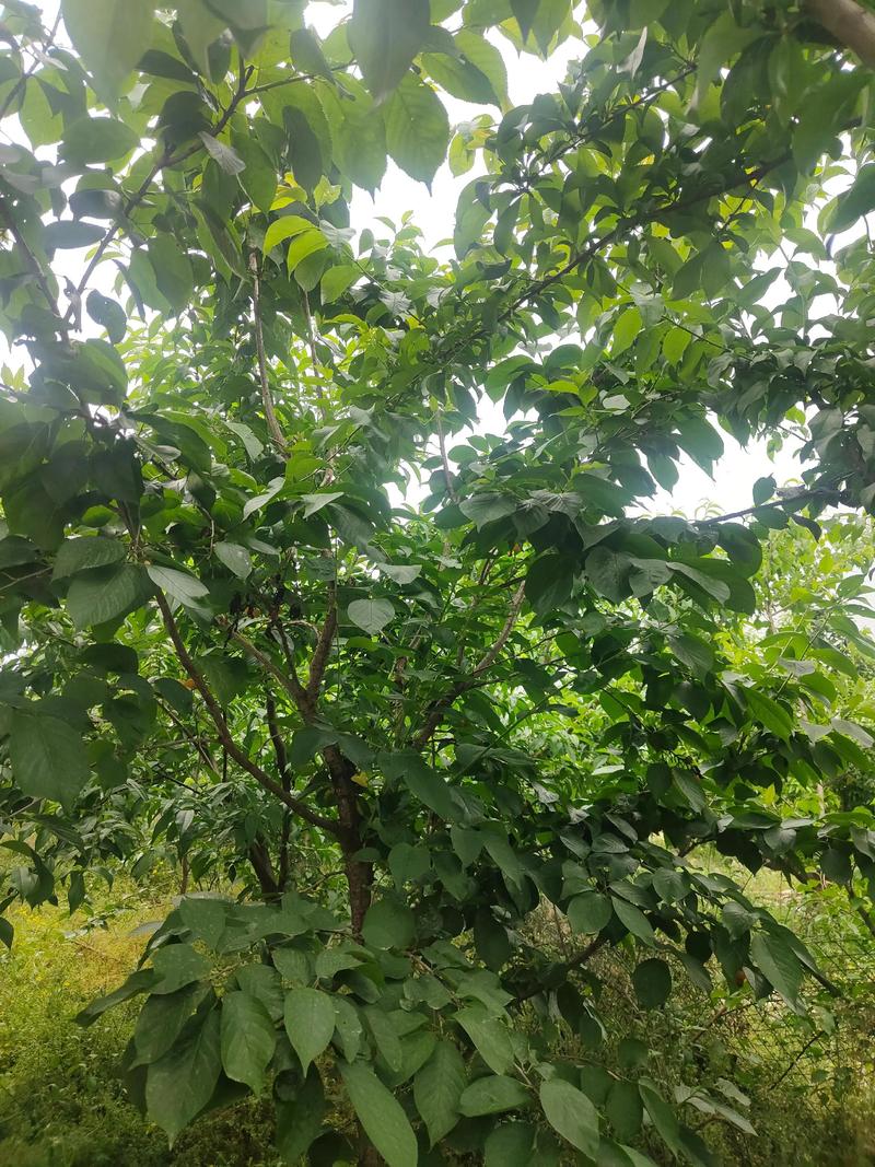 樱桃树是靠什么传播种子的?主要靠鸟类取食和人类引种 一、樱桃果实结构本身就是为“被吃掉”设计的