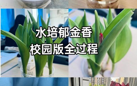 水培花卉怎么种植？从选种到成活的完整指南