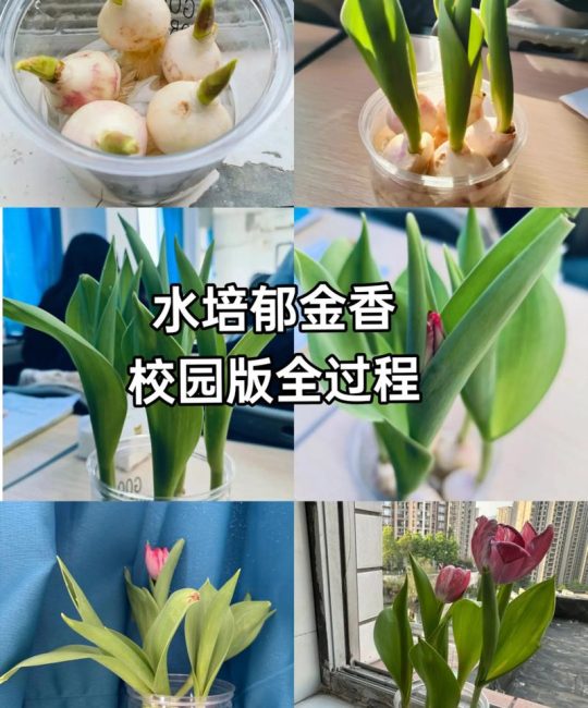 水培花卉怎么种植？从选种到成活的完整指南