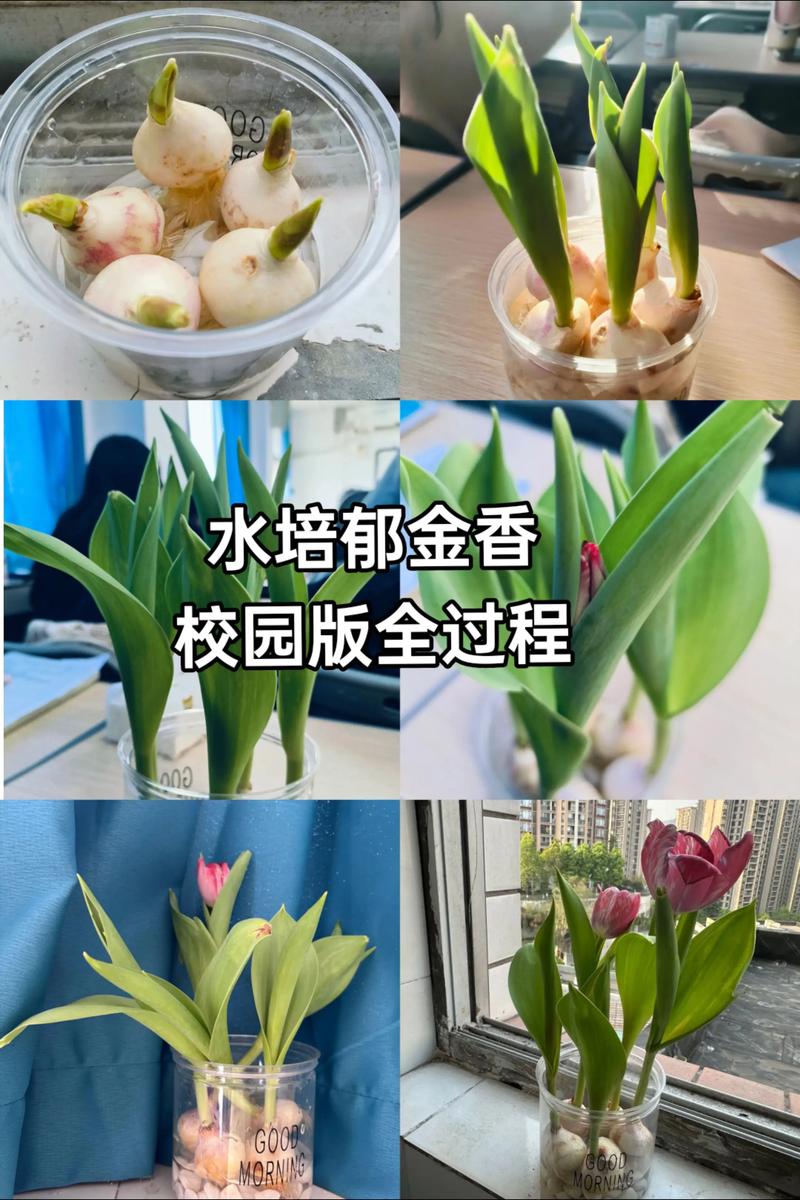 水培花卉怎么种植?从选种到成活的完整指南 第一步:选择适宜种植时间与品种