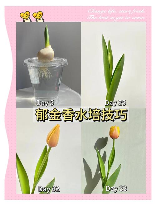 水培花卉怎么种植?从选种到成活的完整指南 第四步:定植深度与水位控制