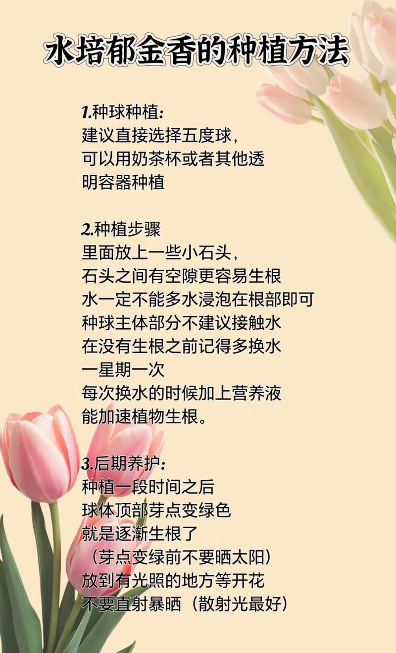 水培花卉怎么种植?从选种到成活的完整指南 第二步:准备水培环境与水质