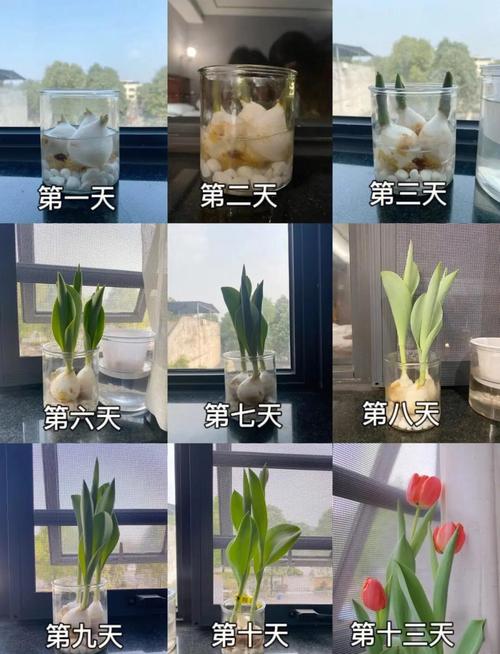 水培花卉怎么种植?从选种到成活的完整指南 第六步:缓苗期管理(前7-15天)