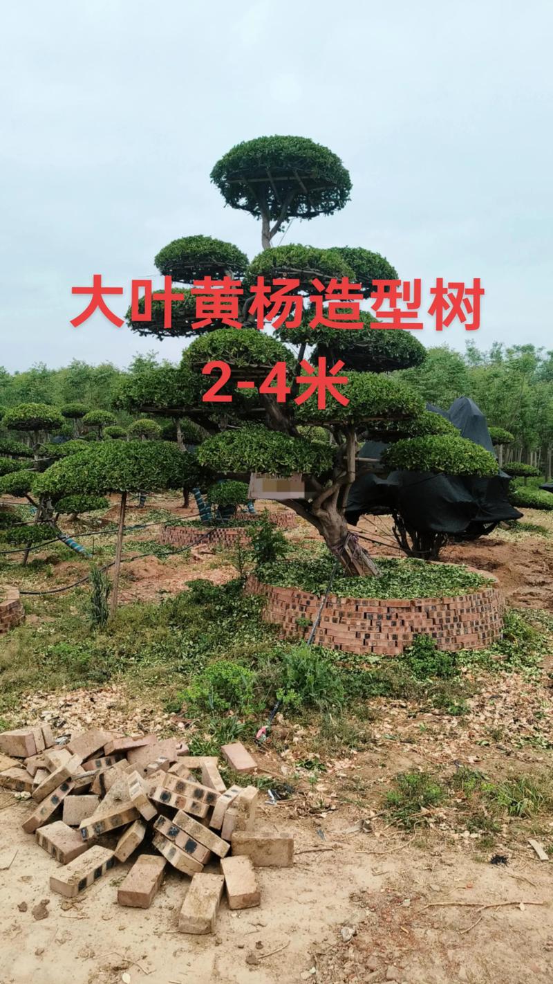 大叶黄杨树苗多少钱一棵?2026年最新价格区间与影响因素详解 季节因素:春季价格最高,冬季最低