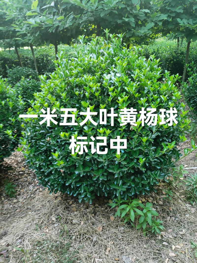 大叶黄杨树苗多少钱一棵?2026年最新价格区间与影响因素详解 价格与技术参数速查表